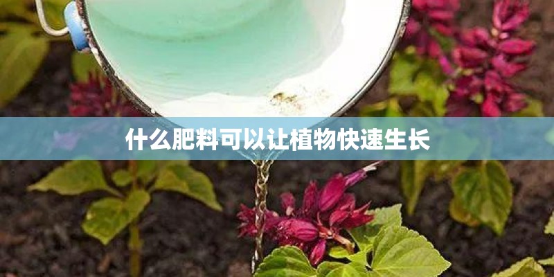 什么肥料可以让植物快速生长 什么肥料可以让植物快速生长