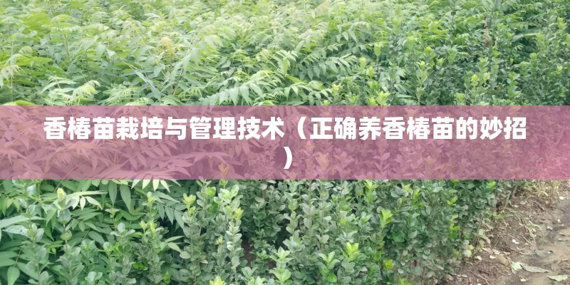 香椿苗栽培与管理技术（正确养香椿苗的妙招）