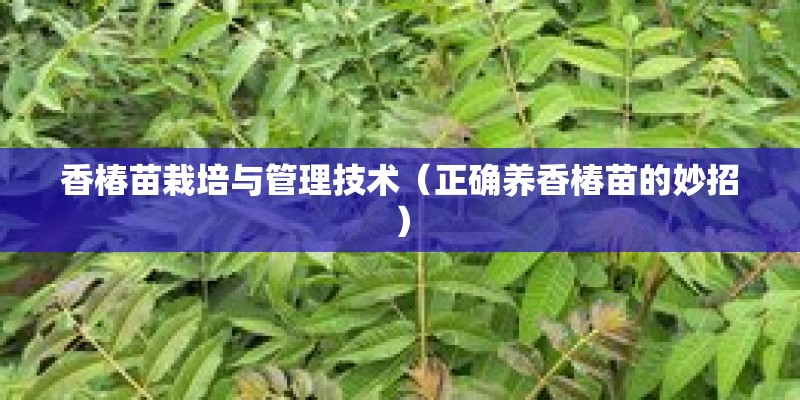 香椿苗栽培与管理技术（正确养香椿苗的妙招）