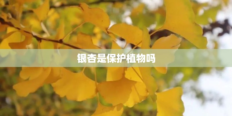 银杏是保护植物吗