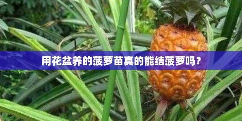 用花盆养的菠萝苗真的能结菠萝吗？
