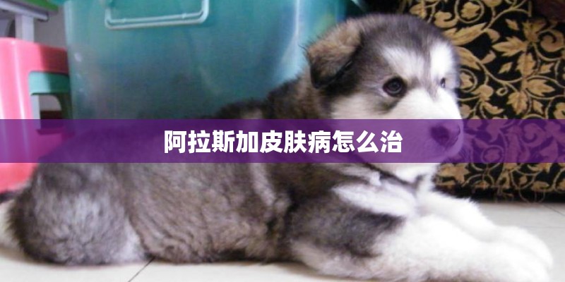 阿拉斯加皮肤病怎么治