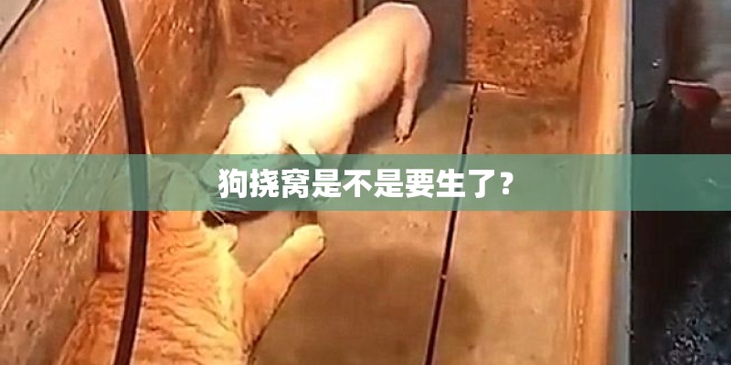 狗挠窝是不是要生了？