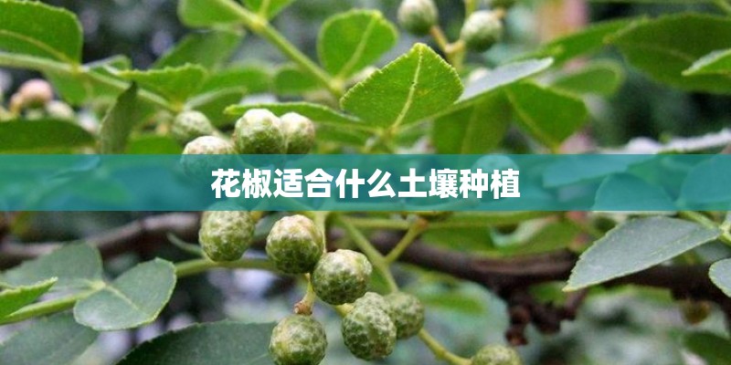 花椒适合什么土壤种植
