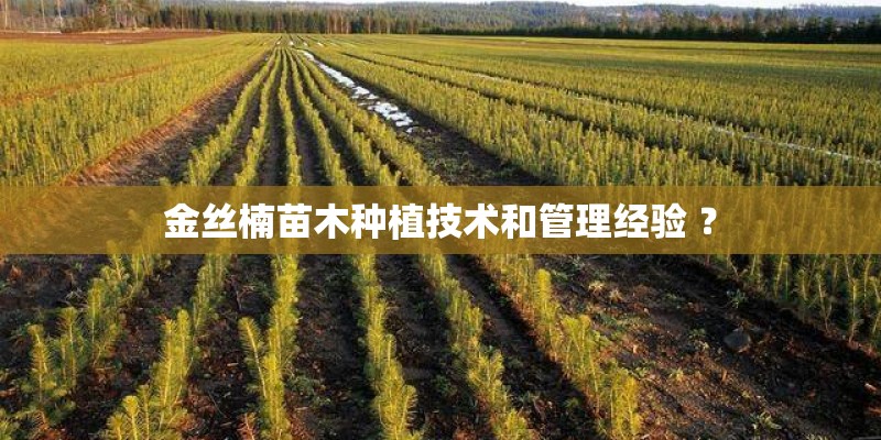 金丝楠苗木种植技术和管理经验 ？