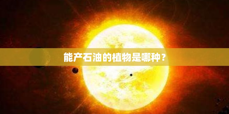 能产石油的植物是哪种？