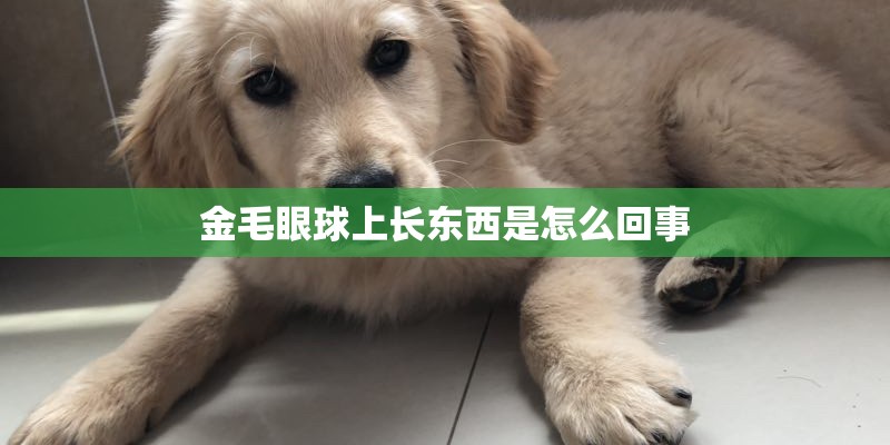 金毛眼球上长东西是怎么回事