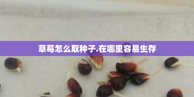 草莓怎么取种子.在哪里容易生存