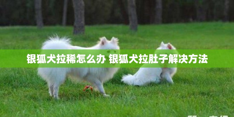 银狐犬拉稀怎么办 银狐犬拉肚子解决方法