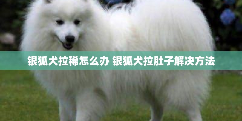 银狐犬拉稀怎么办 银狐犬拉肚子解决方法