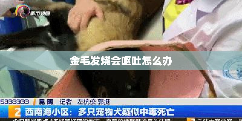 金毛发烧会呕吐怎么办