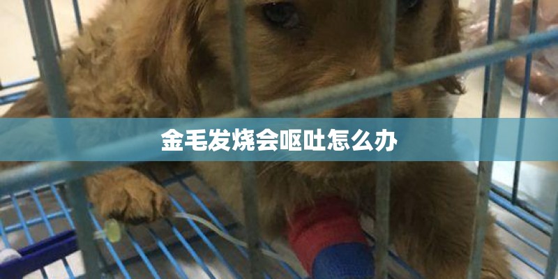 金毛发烧会呕吐怎么办