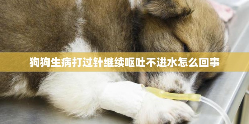 狗狗生病打过针继续呕吐不进水怎么回事