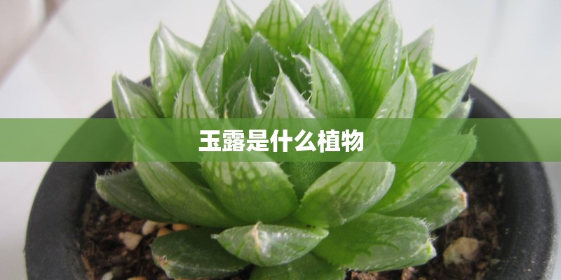 玉露是什么植物