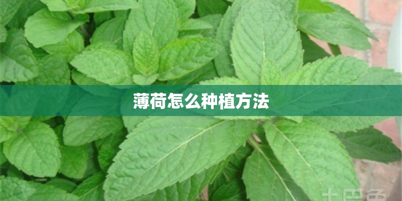 薄荷怎么种植方法
