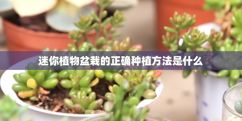 迷你植物盆栽的正确种植方法是什么