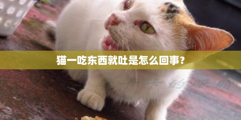 猫一吃东西就吐是怎么回事？