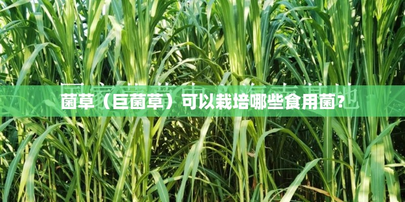 菌草（巨菌草）可以栽培哪些食用菌？