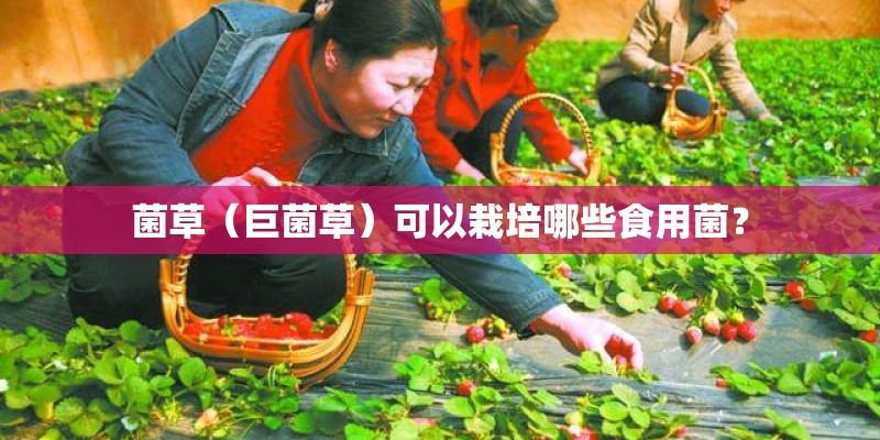 菌草（巨菌草）可以栽培哪些食用菌？