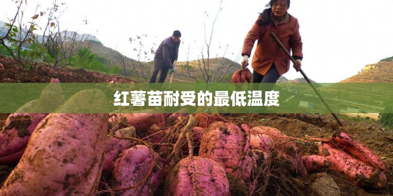 红薯苗耐受的最低温度