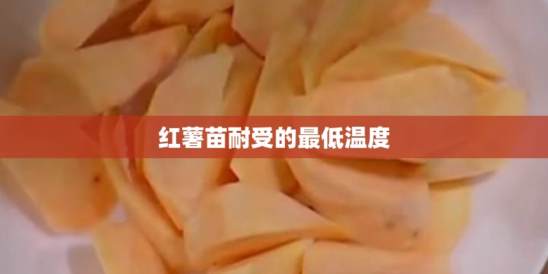 红薯苗耐受的最低温度