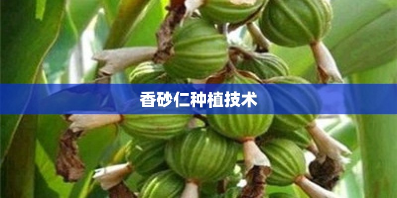 香砂仁种植技术