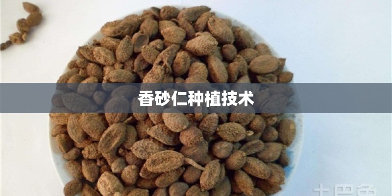 香砂仁种植技术