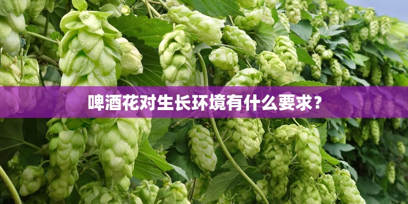 啤酒花对生长环境有什么要求？