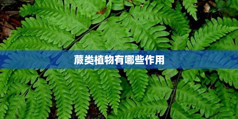 蕨类植物有哪些作用