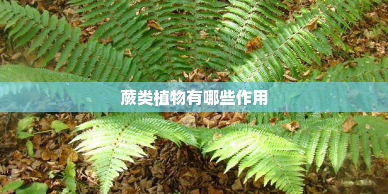 蕨类植物有哪些作用