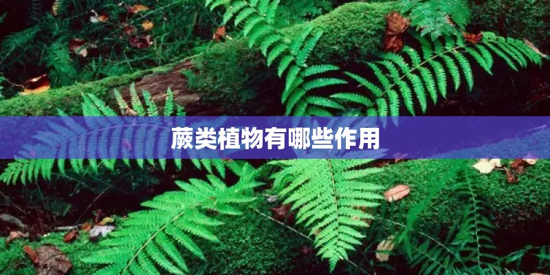 蕨类植物有哪些作用