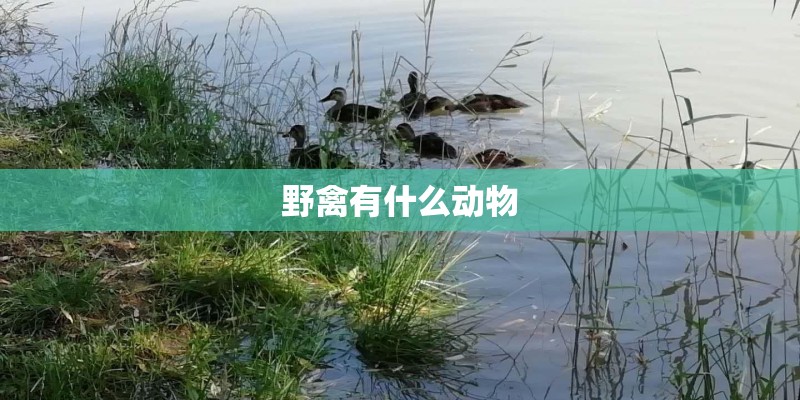 野禽有什么动物