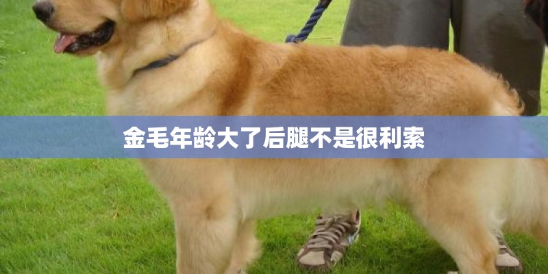 金毛年龄大了后腿不是很利索