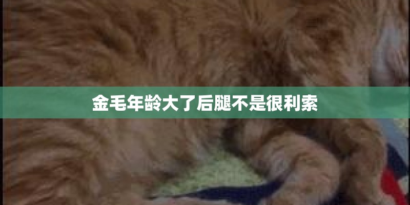金毛年龄大了后腿不是很利索