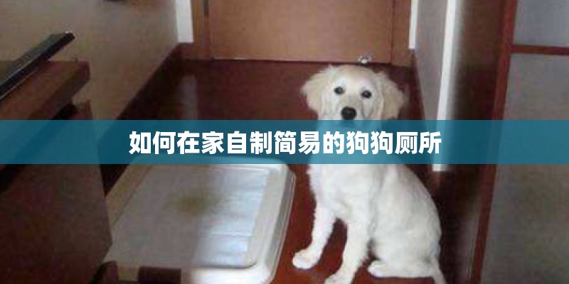 如何在家自制简易的狗狗厕所