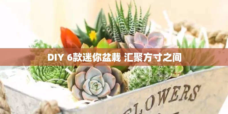 DIY 6款迷你盆栽 汇聚方寸之间
