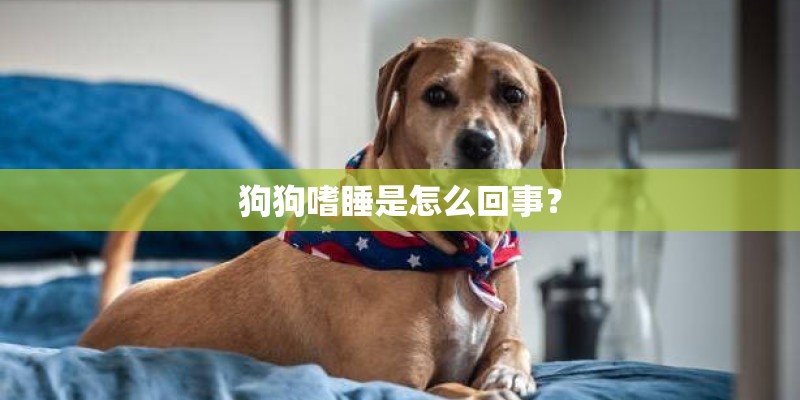 狗狗嗜睡是怎么回事？