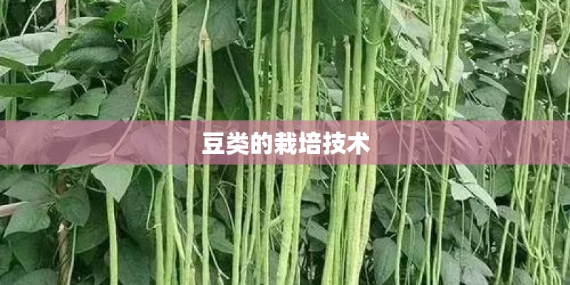 豆类的栽培技术