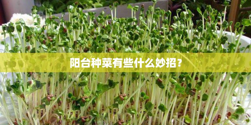 阳台种菜有些什么妙招？