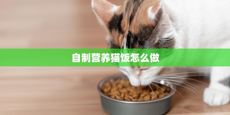自制营养猫饭怎么做