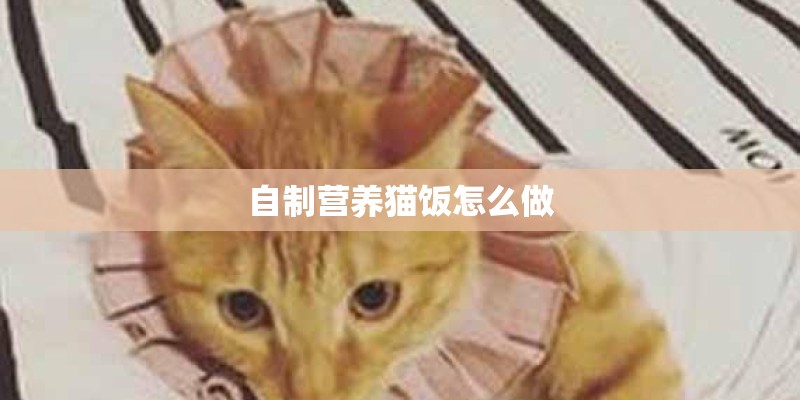 自制营养猫饭怎么做