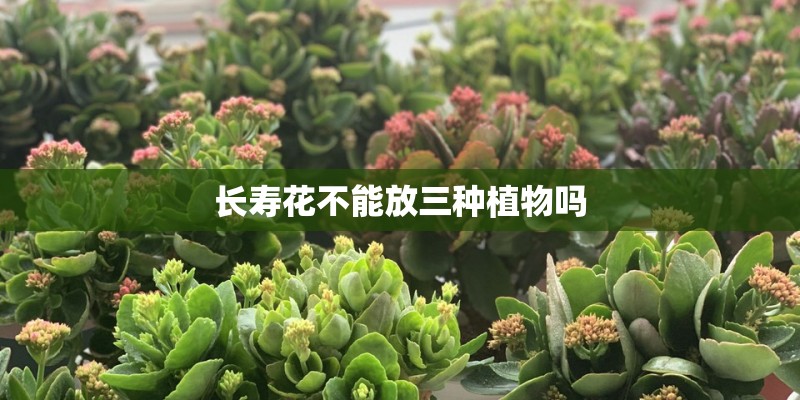 长寿花不能放三种植物吗