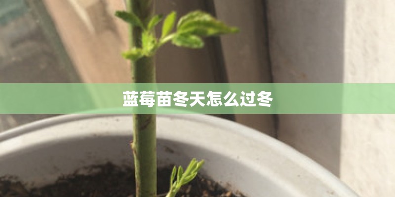 蓝莓苗冬天怎么过冬