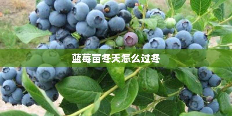 蓝莓苗冬天怎么过冬