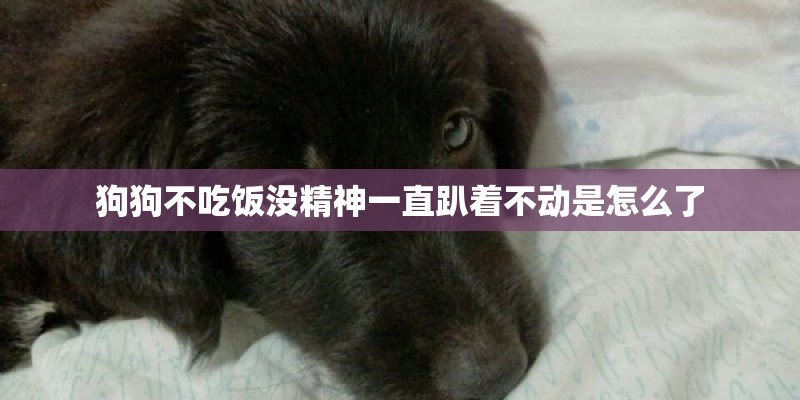 狗狗不吃饭没精神一直趴着不动是怎么了