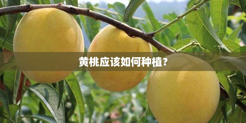 黄桃应该如何种植？