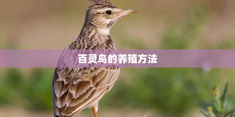 百灵鸟的养殖方法