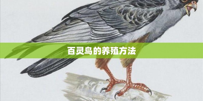 百灵鸟的养殖方法
