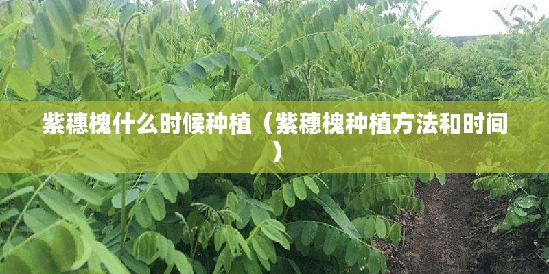 紫穗槐什么时候种植（紫穗槐种植方法和时间）