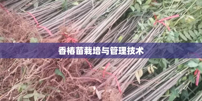 香椿苗栽培与管理技术